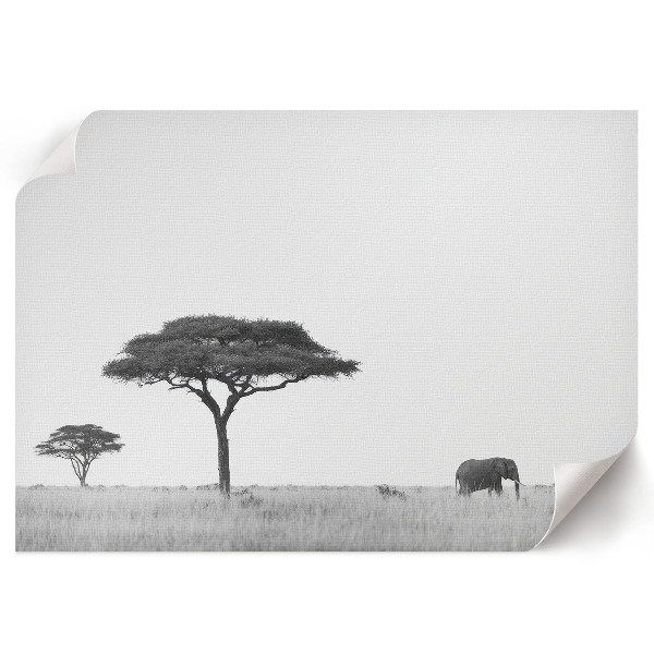Poster Africká savana
