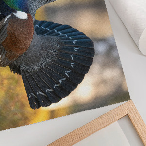 Poster Hrdý vták