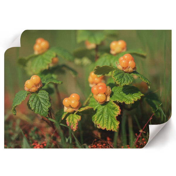 Plagát na stenu Lesné plody