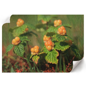 Plagát na stenu Lesné plody