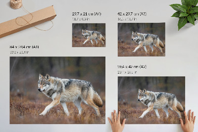 Plagát na stenu „Vlčia povaha”