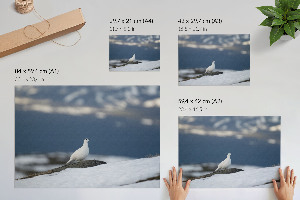 Plagát na stenu Snežný vták