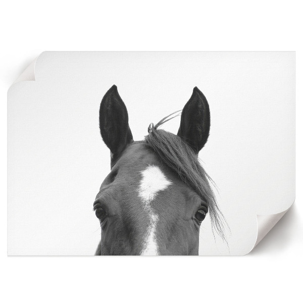 Plagát Konské uši