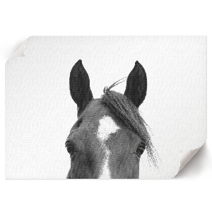 Plagát Konské uši