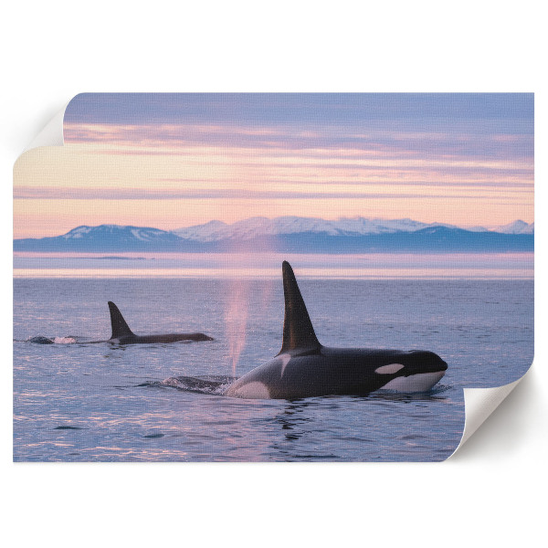 Poster Prímorská krajina