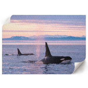 Poster Prímorská krajina