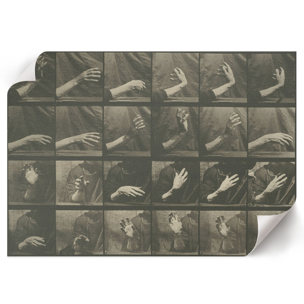 Plagát na stenu Pohyb zvierat