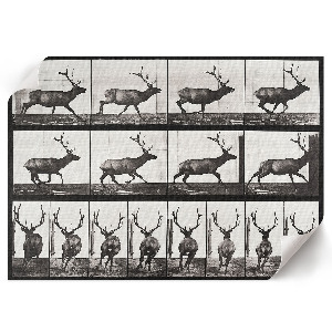 Plagát Pohyb zvierat