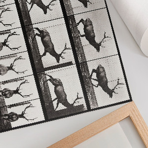 Plagát Pohyb zvierat