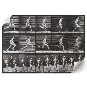 Poster Pohyb zvierat