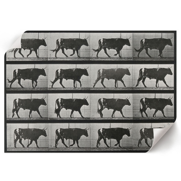 Poster Býk na pochode