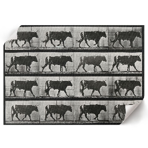 Poster Býk na pochode