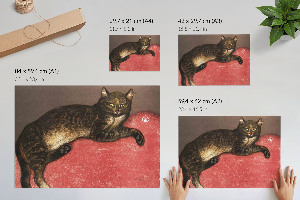 Poster Mačka na vankúši