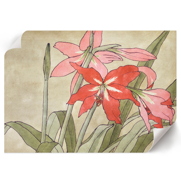 Plagát na stenu Amarylis