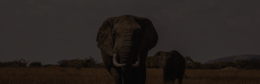 Plagáty so zvieratami 