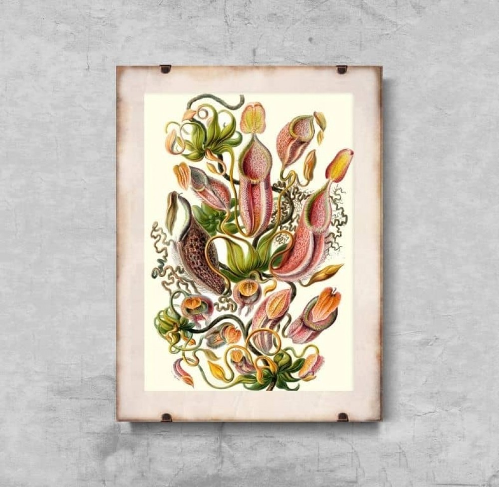 Botanické plagáty
