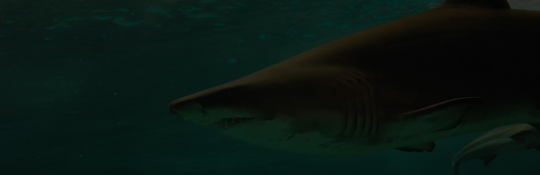 Plagáty s podmorskými živočíchmi 